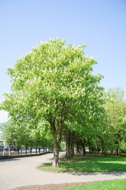 Çiçekli kestane ağacı sokak Şehir Parkı güneşli