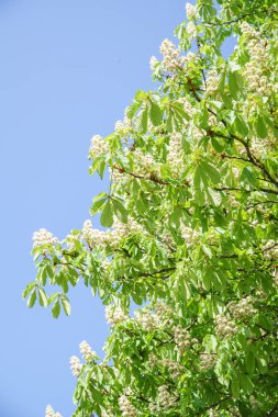 Kestane ağacı ve mavi gökyüzü güneşli günde çiçekli 