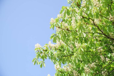 Kestane ağacı ve mavi gökyüzü güneşli günde çiçekli 