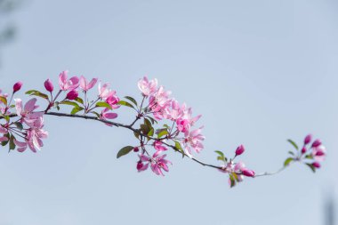 Mavi gökyüzü arka plan, Bahar kavramı ihale çiçekleri ile kiraz ağacı