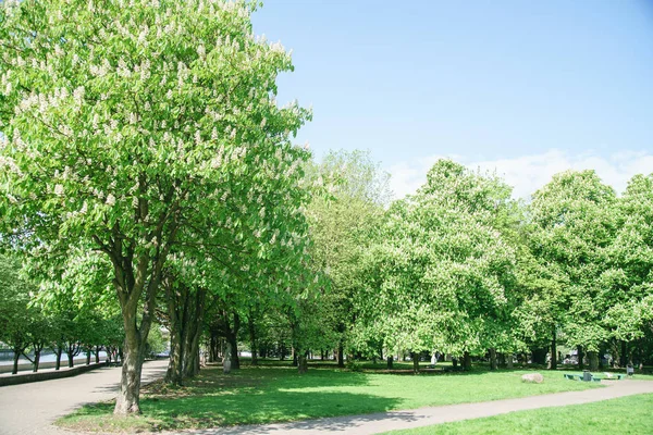 Çiçekli kestane ağacı sokak Şehir Parkı güneşli