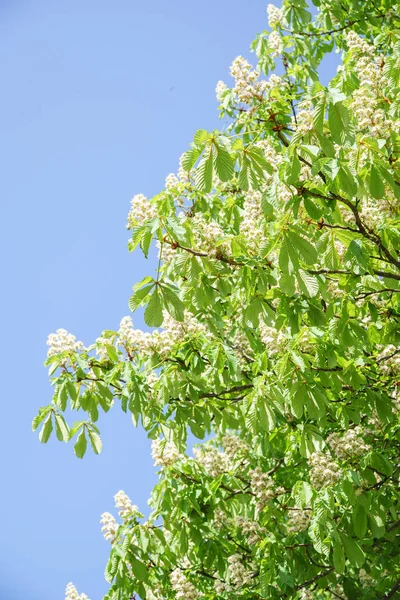Kestane ağacı ve mavi gökyüzü güneşli günde çiçekli 