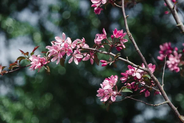 ihale çiçekleri, doğal kaynak kavramı ile kiraz ağacı