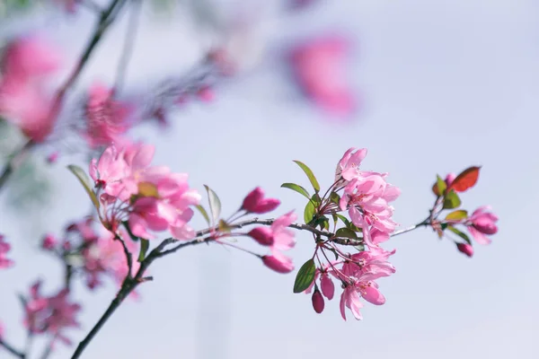 Cherry Tree Tender Blossoms Blue Sky Background Spring Concept — Stock Photo, Image