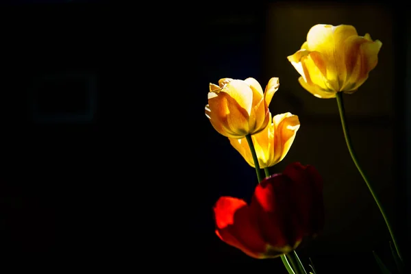 Tulipas Vermelhas Amarelas Raio Luz Solar Sobre Fundo Preto — Fotografia de Stock