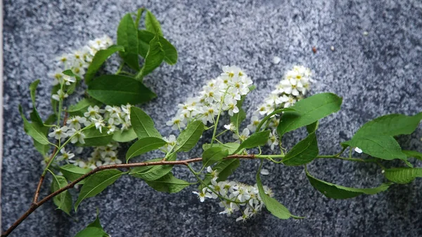 bird-cherry tree flowers on gray rustic background