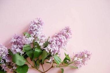 pembe arka plan, kadın blogger çalışma alanı kavramı üzerinde güzel eflatun çiçekler 