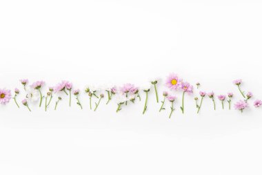 çiçekler ve çiçekleri düzenlenmiş izole üzerinde beyaz arka plan, yakın çekim, botanik kavramı