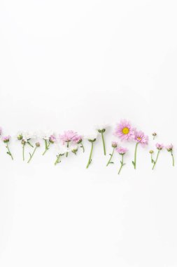 çiçekler ve çiçekleri düzenlenmiş izole üzerinde beyaz arka plan, yakın çekim, botanik kavramı