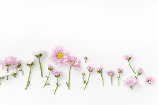 Flores Flores Dispostas Isoladas Fundo Branco Close Conceito Verão — Fotografia de Stock