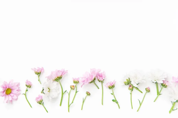 Цветы Цветы Расположены Изолированные Белом Фоне Крупным Планом Летняя Концепция — стоковое фото