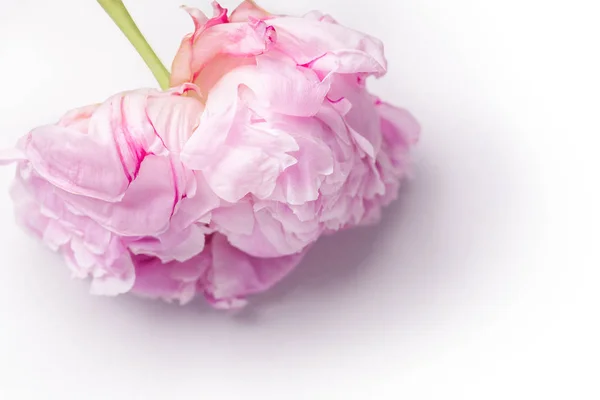 Hermosa Flor Peonía Rosa Aislado Sobre Fondo Blanco Concepto Romántico — Foto de Stock