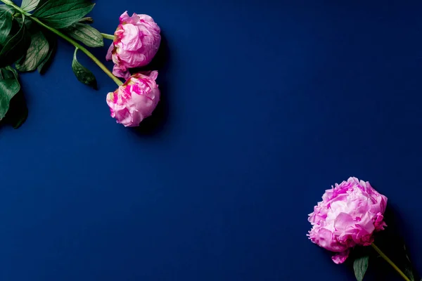 Pink Peons Bright Blue Background Top View — стоковое фото