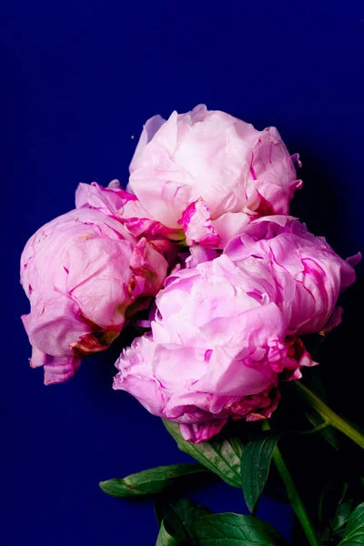 Peones Rosados Sobre Fondo Azul Brillante Vista Superior — Foto de Stock