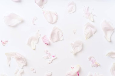 pembe ve beyaz şakayık yaprakları beyaz arka plan üzerinde romantik kavramı izole dağınık 