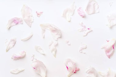 pembe ve beyaz şakayık yaprakları beyaz arka plan üzerinde romantik kavramı izole dağınık 