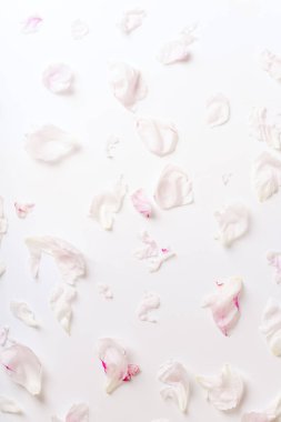 pembe ve beyaz şakayık yaprakları beyaz arka plan üzerinde romantik kavramı izole dağınık 