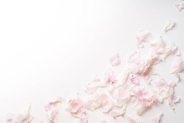 çok güzel pembe ve beyaz şakayık yaprağı beyaz arka plan üzerinde romantik kavramı izole kazık 