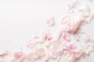 çok güzel pembe ve beyaz şakayık yaprağı beyaz arka plan üzerinde romantik kavramı izole kazık 