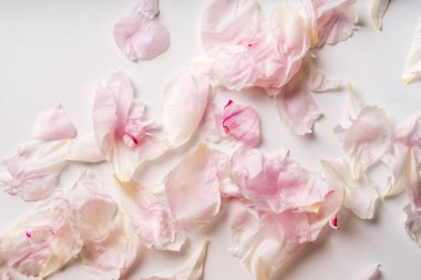 güzel pembe ve beyaz şakayık yaprakları desen, romantik kavramı 