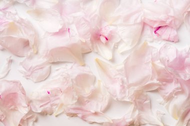 güzel pembe ve beyaz şakayık yaprakları desen, romantik kavramı 