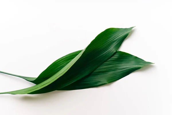 Gröna Palmblad Isolerade Vit Bakgrund Närbild — Stockfoto