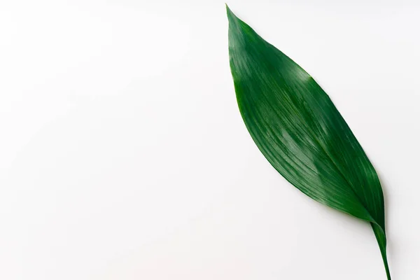 Green Palm Leaf Isolerade Vit Bakgrund Närbild — Stockfoto