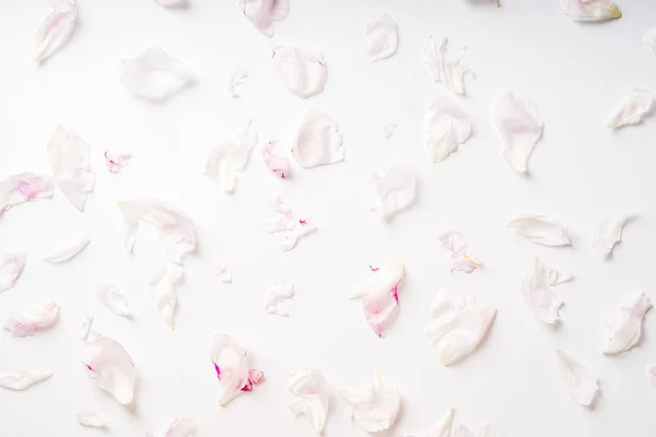 Hermoso Patrón Pétalos Peonía Rosa Blanca Concepto Romántico — Foto de Stock