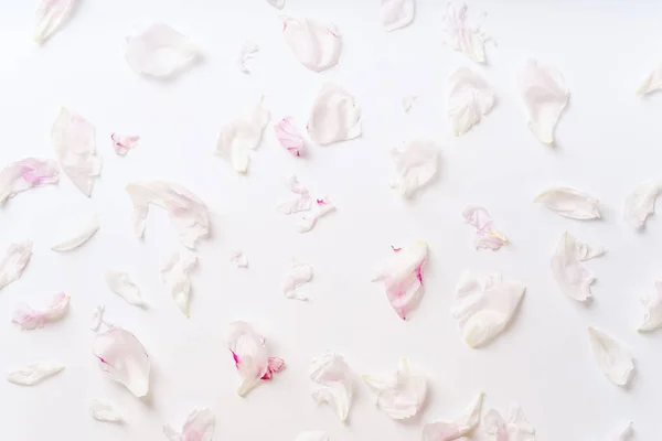 Pétalos Peonía Rosa Blanca Dispersos Aislados Sobre Fondo Blanco Concepto — Foto de Stock