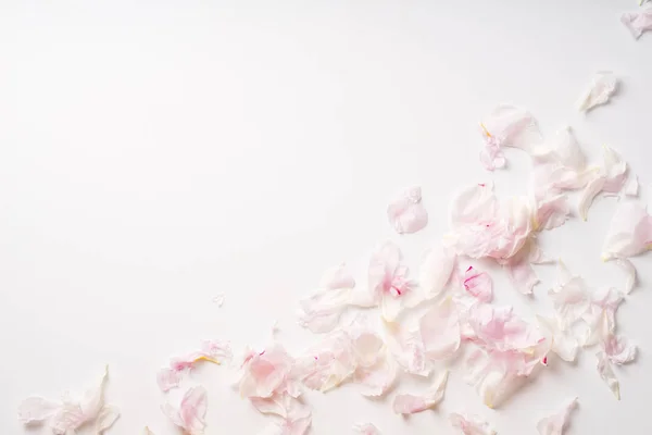 Stapel Van Mooi Roze Witte Pioen Bloemblaadjes Geïsoleerd Een Witte — Stockfoto