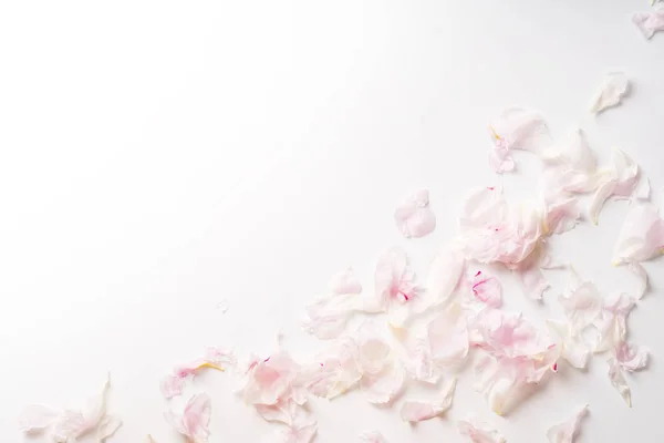 Pile Beautiful Pink White Peony Petals Isolated White Background Romantic — Stock Photo, Image