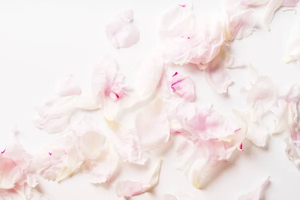 一堆美丽的粉红色和白色的牡丹花瓣在白色背景下 浪漫的概念 — 图库照片
