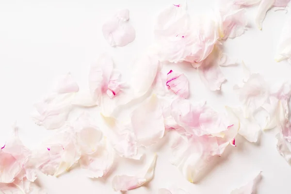 Pila Hermosos Pétalos Peonía Rosa Blanca Aislados Sobre Fondo Blanco — Foto de Stock