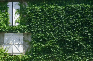 windows üzerinde beyaz panjurlar ile Fransız evin duvarına kapsayan asma 