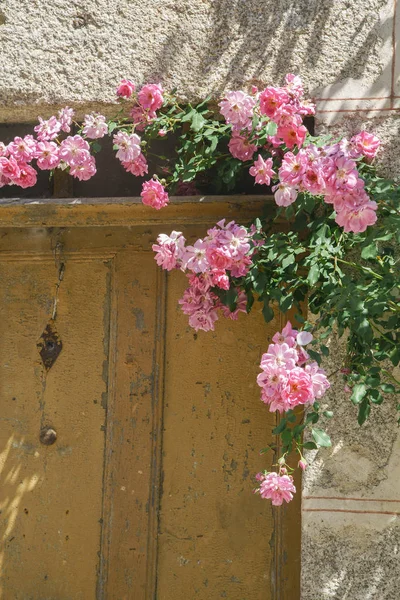 Розовые Цветы Растут Возле Деревянных Дверей Средневековой Стены Старом Европейском — стоковое фото