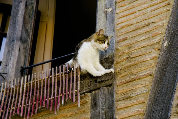Gato Sentado Peitoril Janela Casa Medieval Francesa — Fotografia de Stock