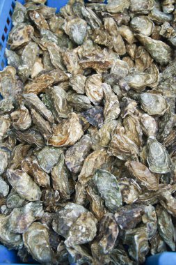 Taze istiridye city piyasa satış mavi plastik kutu