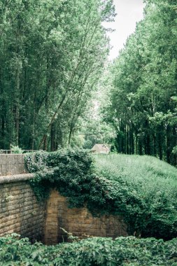 güneşli bir gün Beyaz Saray'da ile orman sokakta yol 