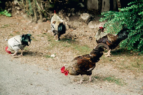 Cocks Sur Terrain Zone Rurale Journée Ensoleillée — Photo