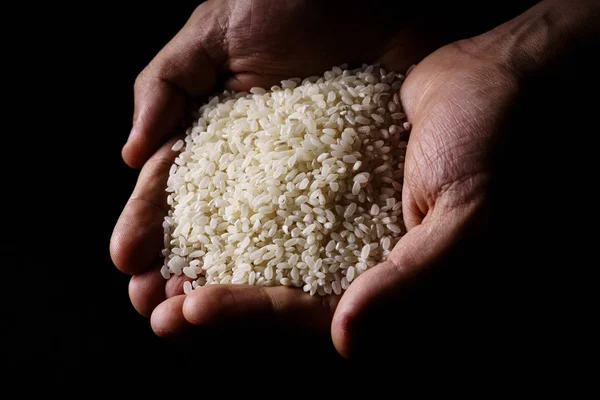 Montón Arroz Palmas Masculinas Sobre Fondo Oscuro — Foto de Stock