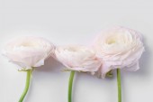 Pryskyřník pastelové růžové květy na bílém pozadí, detail 