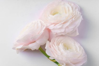 pastel pembe tipik çiçekler beyaz arka planda, yakın çekim 