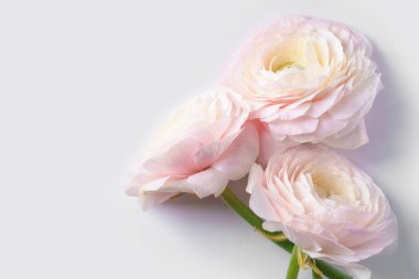 pastel pembe tipik çiçekler beyaz arka planda, yakın çekim 