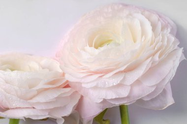 pastel pembe tipik çiçekler beyaz arka planda, yakın çekim 