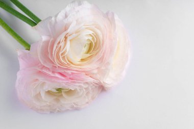 pastel pembe tipik çiçekler beyaz arka planda, yakın çekim 