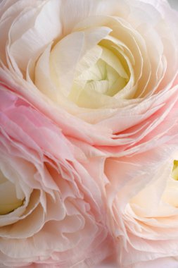 pastel pembe tipik çiçekler beyaz arka planda, yakın çekim 