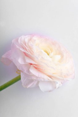 pastel pembe Düğünçiçeği çiçek beyaz arka planda, yakın çekim 