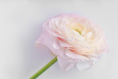 pastel pembe Düğünçiçeği çiçek beyaz arka planda, yakın çekim 