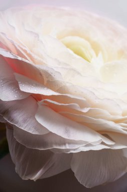 pastel pembe Düğünçiçeği çiçek beyaz arka planda, yakın çekim 