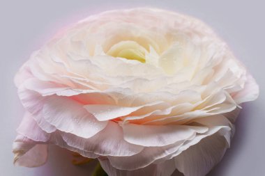 pastel pembe Düğünçiçeği çiçek beyaz arka planda, yakın çekim 